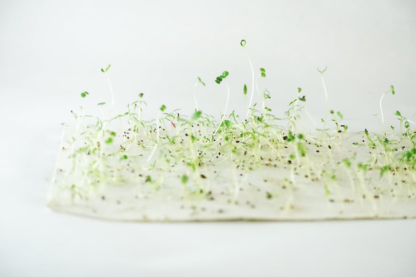 Papier Ensemencé - Germination - Découvrez le papier ensemencé (seed paper) une idée incroyable pour vos faire parts, packagings, papeterie, cartes de voeux et de remerciements... Mettez-le en terre, arrosez-le, il pousse !