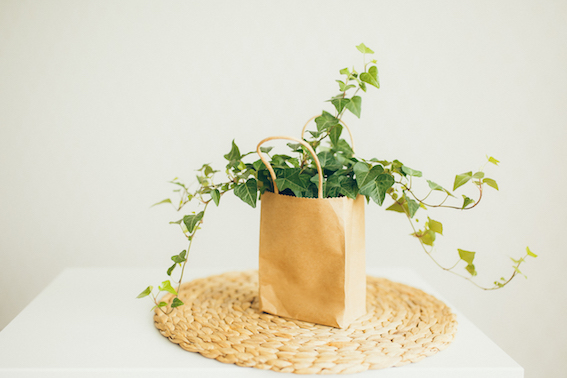 La recette de la lessive au lierre maison ! Un DIY facile, écologique, zéro-déchet et économique ! #zérodéchet #zerodechet #lessive #recette #lierre #maison #faitmaison #écologique #naturel #nontoxique #santé