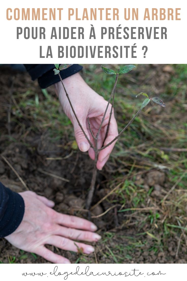 comment planter un arbre pour la biodiversité ? #jardinage #biodiversité #arbre #environnement #climat #onestpret #écologie #agirpourdemain