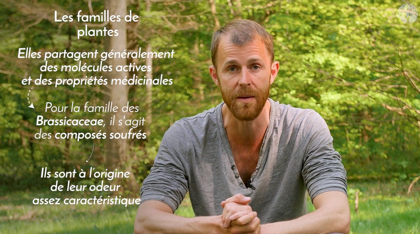 test avis le chemin de la nature formation du cueilleur cueillette de plantes sauvages botanique herboriste herbaliste phytothérapie aromathérapie gemmothérapie #cueillette #botanique #survivalisme