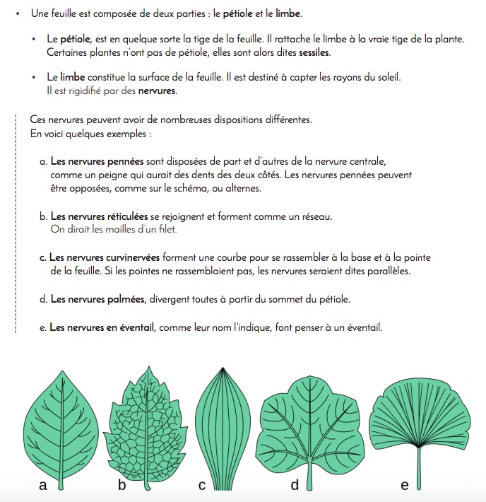test avis le chemin de la nature formation du cueilleur cueillette de plantes sauvages botanique herboriste herbaliste phytothérapie aromathérapie gemmothérapie #cueillette #botanique #survivalisme