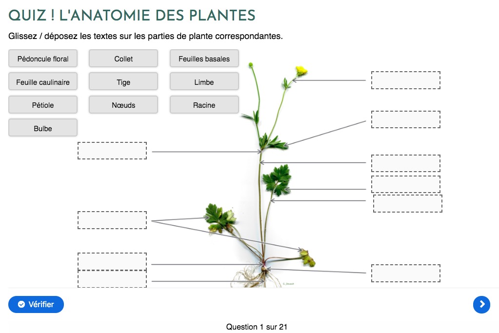 test avis le chemin de la nature formation du cueilleur cueillette de plantes sauvages botanique herboriste herbaliste phytothérapie aromathérapie gemmothérapie #cueillette #botanique #survivalisme