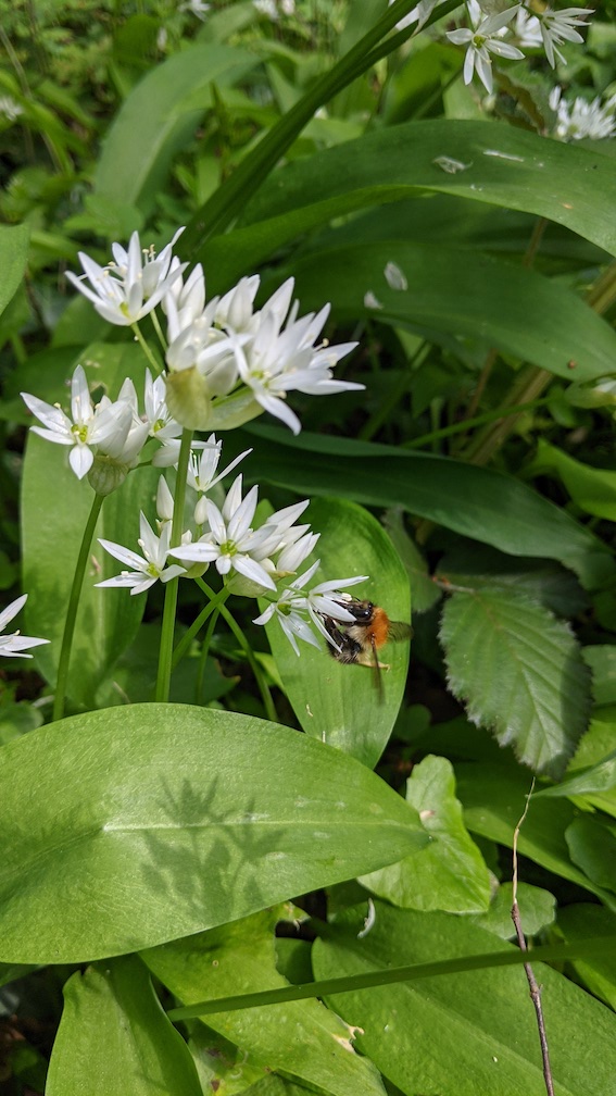 abeille butinant une fleur d'ail des ours