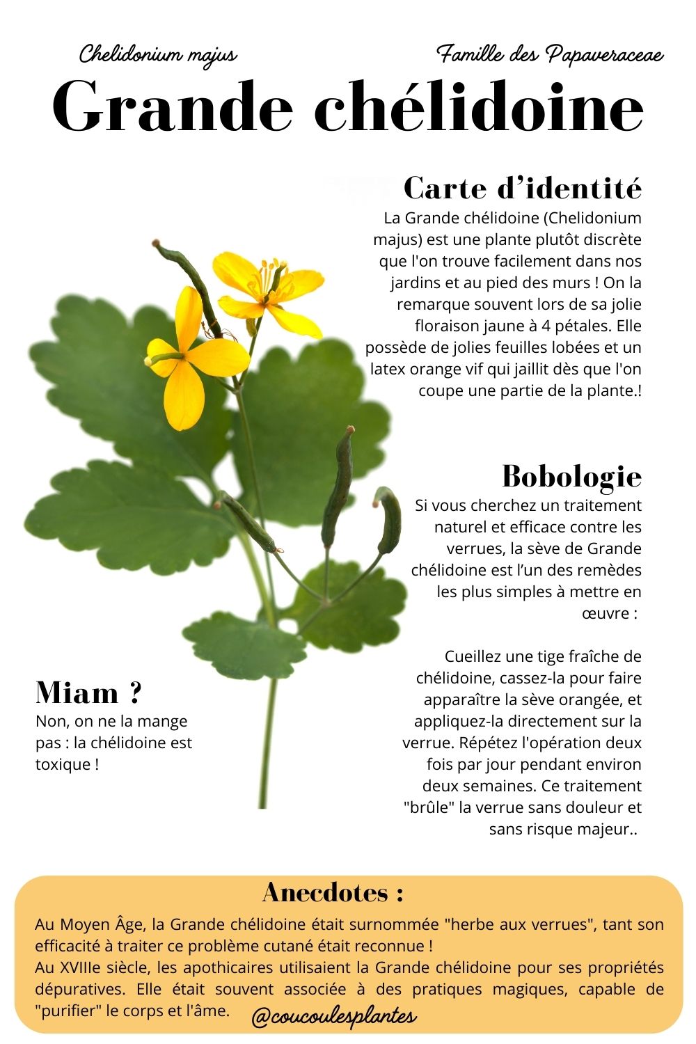 grande chélidoine propriétés bienfaits anti verrues cueillette médicinale plante sauvage monographie