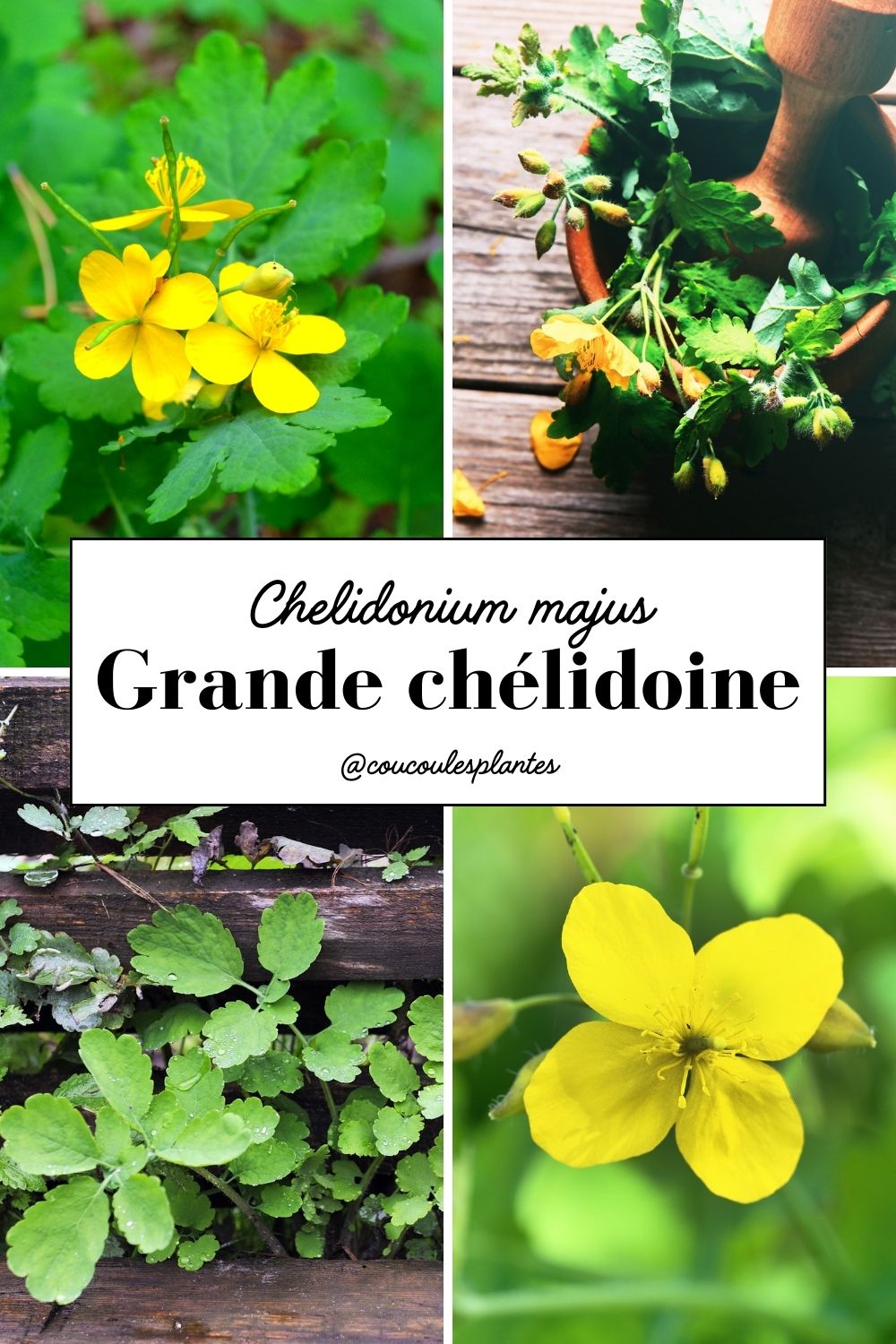 grande chélidoine propriétés bienfaits anti verrues cueillette médicinale plante sauvage photos