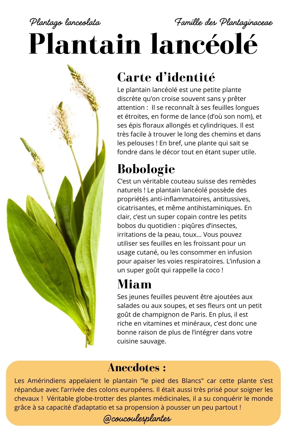 le plantain lancéolé plantago lanceolata plante sauvage médicinale comestible cueillette usages fiche récapitulative