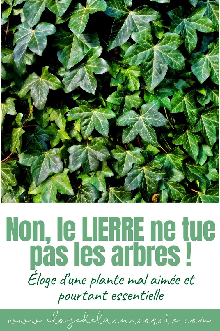 le lierre grimpant hedera helix bienfaits arbres écologie nuisible