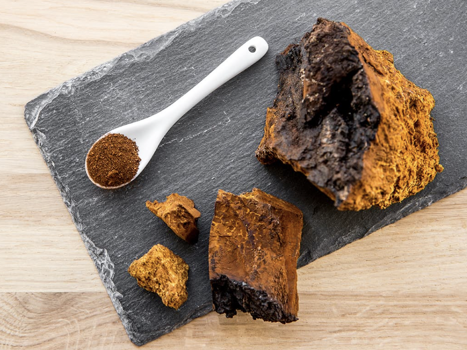 chaga champignon adaptogène